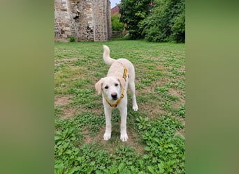 Bibo: liebt Menschen, Hunde, Katzen, Hühner, Gänse...
