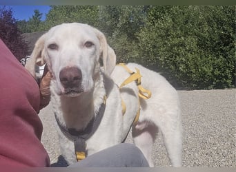 Bibo: liebt Menschen, Hunde, Katzen, Hühner, Gänse...