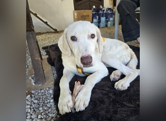 Bibo: liebt Menschen, Hunde, Katzen, Hühner, Gänse...