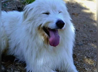 Cosimo – noch immer auf der Suche nach seinem Zuhause