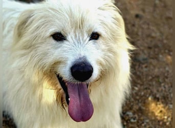 Cosimo – noch immer auf der Suche nach seinem Zuhause