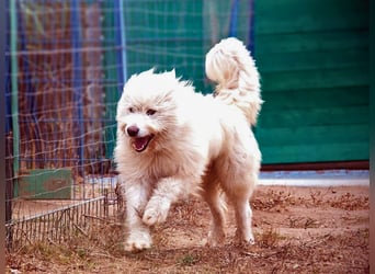 Cosimo – noch immer auf der Suche nach seinem Zuhause