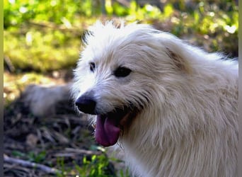 Cosimo – noch immer auf der Suche nach seinem Zuhause