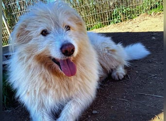 Cosimo – noch immer auf der Suche nach seinem Zuhause