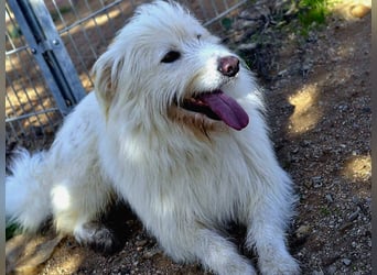 Cosimo – noch immer auf der Suche nach seinem Zuhause