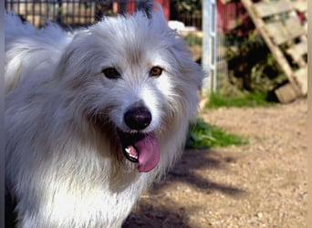 Cosimo – noch immer auf der Suche nach seinem Zuhause