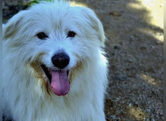 Cosimo – noch immer auf der Suche nach seinem Zuhause