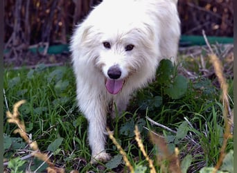 Cosimo – noch immer auf der Suche nach seinem Zuhause