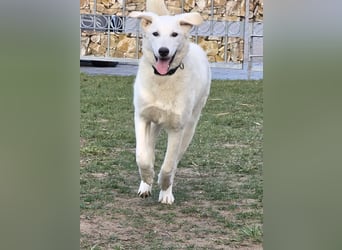 Kate: sucht Familienanschluss