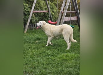 Kate: sucht Familienanschluss