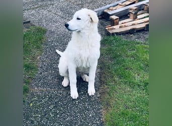 Cappuccino: sein Traum: eine eigene Familie