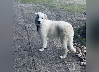 Cappuccino: "kleiner" Lausbub wartet in Coesfeld