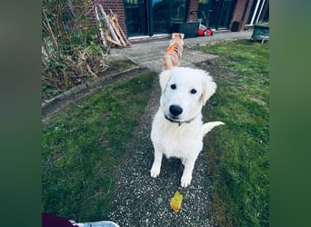 Cappuccino: "kleiner" Lausbub wartet in Coesfeld