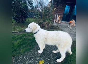 Cappuccino: "kleiner" Lausbub wartet in Coesfeld