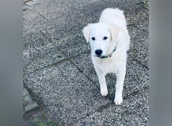 Cappuccino: "kleiner" Lausbub wartet in Coesfeld