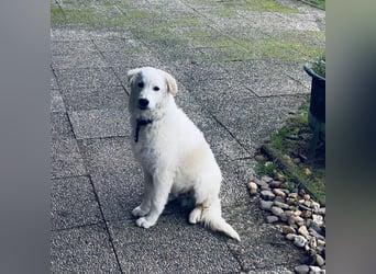 Cappuccino: "kleiner" Lausbub wartet in Coesfeld