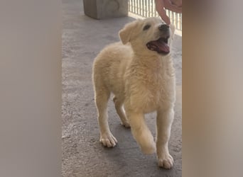 Cappuccino: "kleiner" Lausbub wartet in Coesfeld
