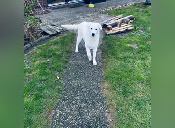 Cappuccino: sein Traum: eine eigene Familie