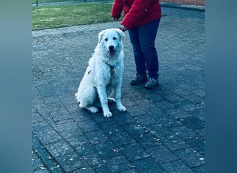 Cappuccino: sein Traum von einer eigenen Familie