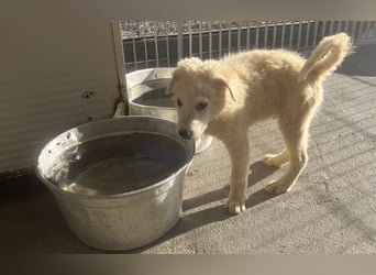 Cappuccino: "kleiner" Lausbub wartet in Coesfeld