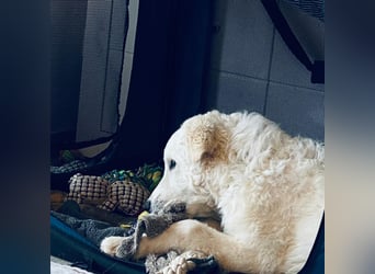 Cappuccino: "kleiner" Lausbub wartet in Coesfeld