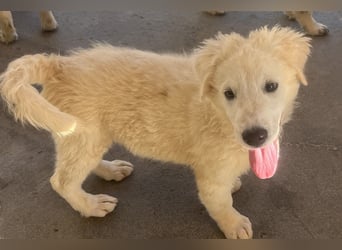 Cappuccino: "kleiner" Lausbub wartet in Coesfeld