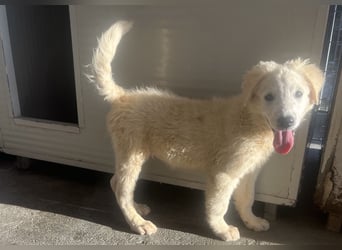 Cappuccino: "kleiner" Lausbub wartet in Coesfeld