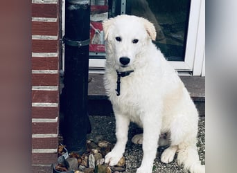 Cappuccino: "kleiner" Lausbub wartet in Coesfeld