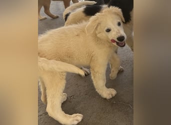 Cappuccino: "kleiner" Lausbub wartet in Coesfeld