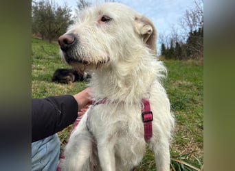 Bianca - liebevoll, zugewandt und bereit für ihr neues Leben