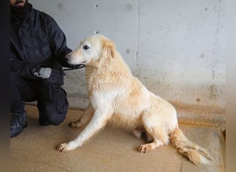 Frieder - Gibt es ein Leben jenseits von Schmerz und Einsamkeit?