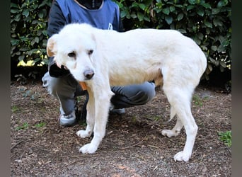 Talete - NOTFALL - Wenn man ehrlich ist