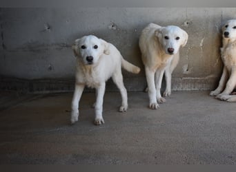 Roderico - Für diese traurige Geschicht...