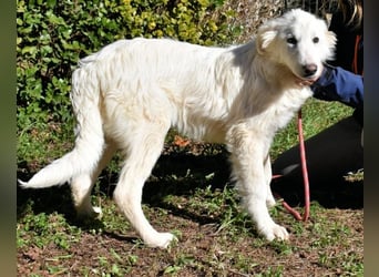 Heathon - sucht die Liebe seines Lebens