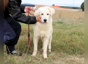 Garth - Kannst du machen, dass es nicht so lange dauert?
