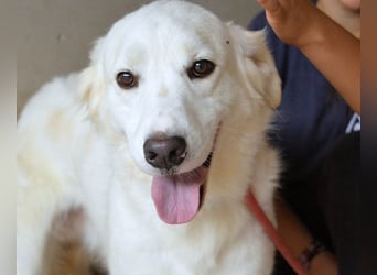 Habriel - weiß, es wird einmal ein Wunder gescheh'n