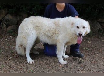 Fyona - Hell wie das Licht