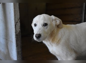 Roderico - Für diese traurige Geschicht...