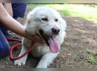 Fyona - Hell wie das Licht