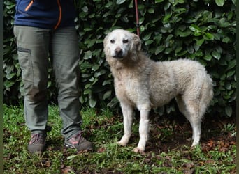 Generosa - Ein Adler bleibt ein Adler...