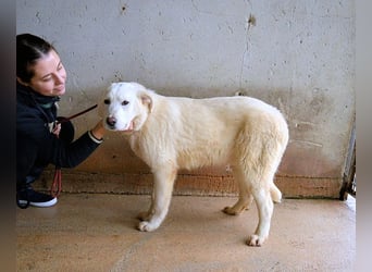 Roderico - Für diese traurige Geschicht...
