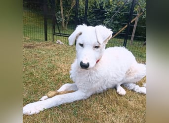 Bullo - Jede Menge tolle Dinge....