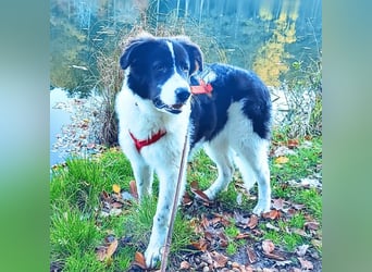 Uriel -  Zeigst du mir den Weg?