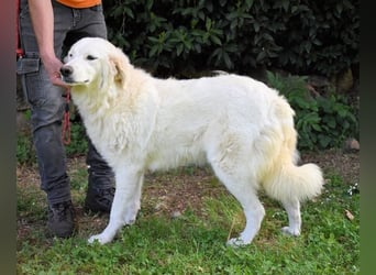 Kandie - Allein im Grau