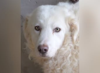 Volturno - Alles was es braucht, ist eine Chance