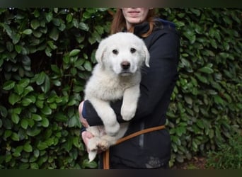 Hirion - So kleine Herzen...