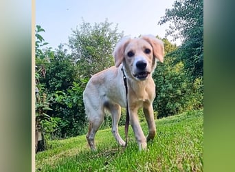 Neve - vorsichtig, anhänglich und bereit zu vertrauen