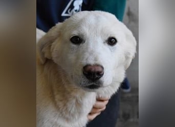 Rionel - Für diese traurige Geschicht...