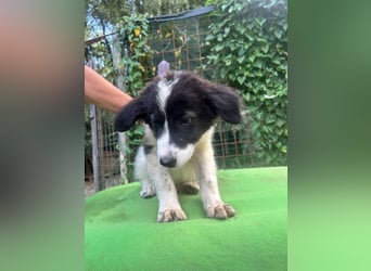 Uriel -  Zeigst du mir den Weg?