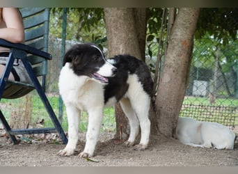 Uriel -  Zeigst du mir den Weg?